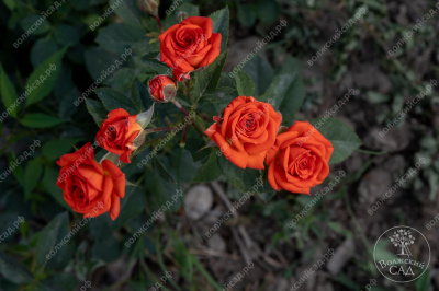 Роза Топ Маркс (спрей,оранж)