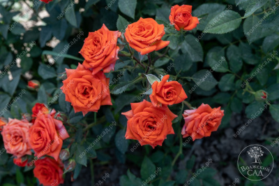 Роза Топ Маркс (спрей,оранж)