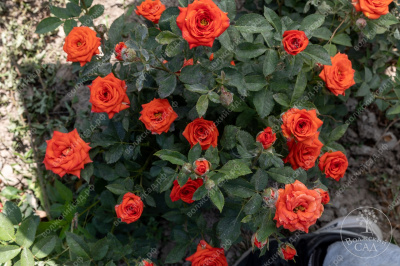 Роза Топ Маркс (спрей,оранж)