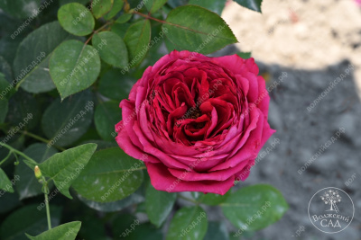 Роза Фальстаф (шраб, красн)