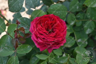 Роза Фальстаф (шраб, красн)