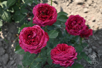 Роза Фальстаф (шраб, красн)