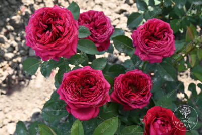 Роза Фальстаф (шраб, красн)