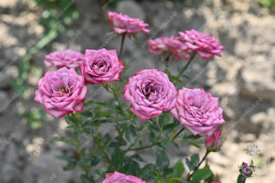 Роза Билона (спрей, сирен. фиолет.)