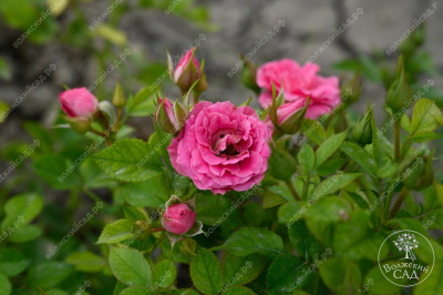 Роза Лавли Лидия (спрей, розов)