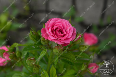 Роза Лавли Лидия (спрей, розов)