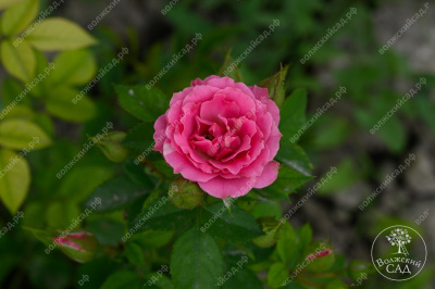 Роза Лавли Лидия (спрей, розов)