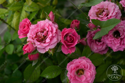 Роза Лавли Лидия (спрей, розов)