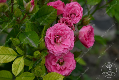 Роза Лавли Лидия (спрей, розов)