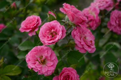 Роза Лавли Лидия (спрей, розов)