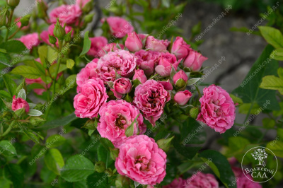 Роза Лавли Лидия (спрей, розов)