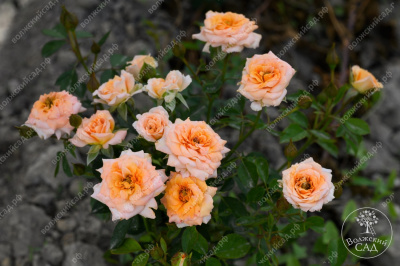 Роза Макарена (спрей, оранж.)