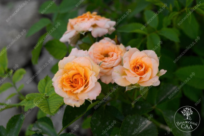 Роза Макарена (спрей, оранж.)