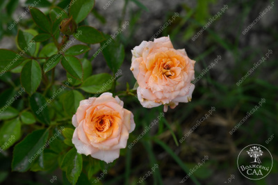 Роза Макарена (спрей, оранж.)