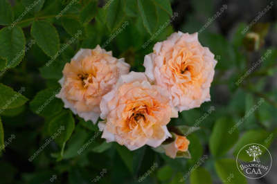 Роза Макарена (спрей, оранж.)