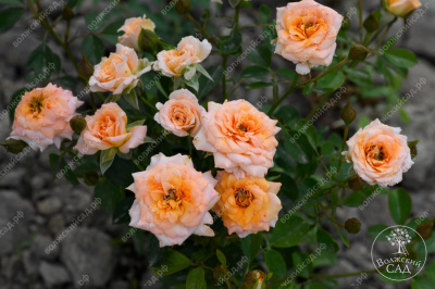 Роза Макарена (спрей, оранж.)