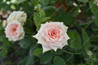 Роза Натали (спрей, розов)