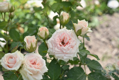 Роза Натали (спрей, розов)