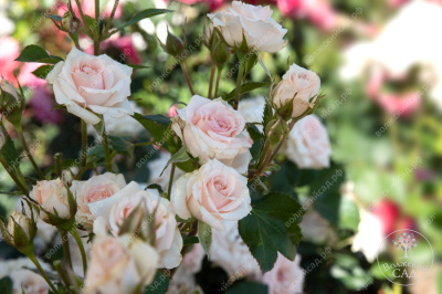 Роза Натали (спрей, розов)