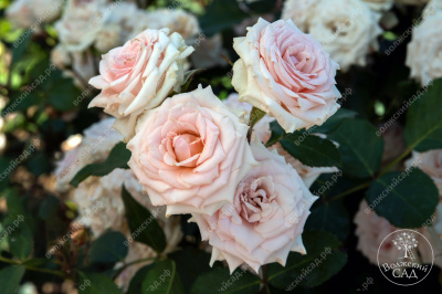 Роза Натали (спрей, розов)