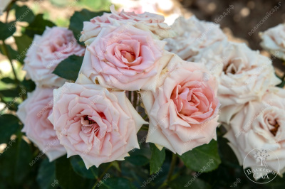 Роза Натали (спрей, розов)