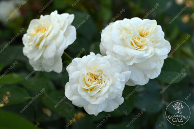 Роза Артемис (шраб, белый)