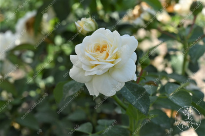 Роза Артемис (шраб, белый)