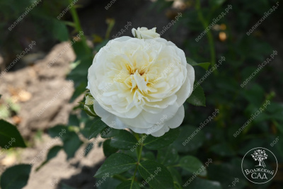 Роза Артемис (шраб, белый)