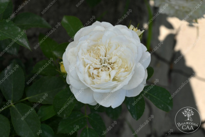 Роза Артемис (шраб, белый)