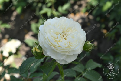 Роза Артемис (шраб, белый)