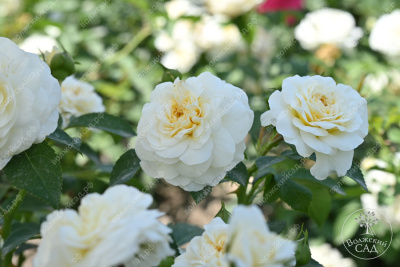 Роза Артемис (шраб, белый)