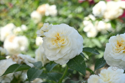 Роза Артемис (шраб, белый)