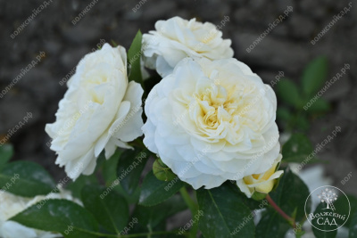 Роза Артемис (шраб, белый)