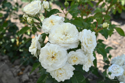 Роза Артемис (шраб, белый)