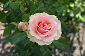 Роза Эсперанс  (ч.-гибрид., розов)