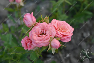 Роза Грация (спрей, розов)