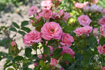 Роза Грация (спрей, розов)