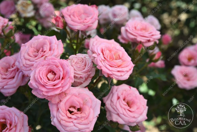 Роза Грация (спрей, розов)