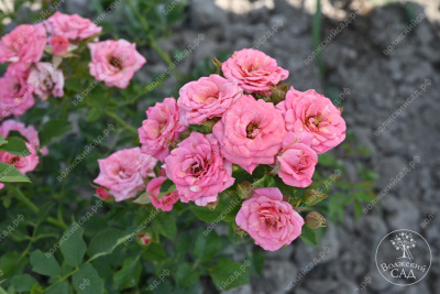 Роза Грация (спрей, розов)