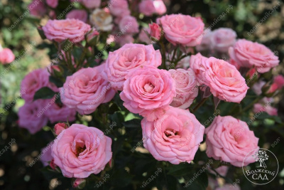 Роза Грация (спрей, розов)