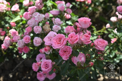 Роза Грация (спрей, розов)