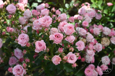 Роза Грация (спрей, розов)