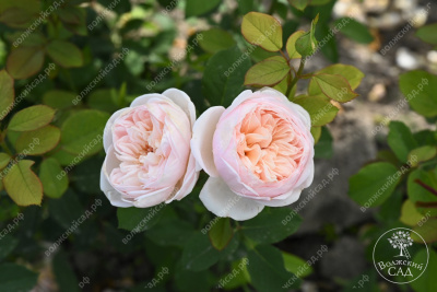 Роза Александрин (ч.-гибрид, розов)