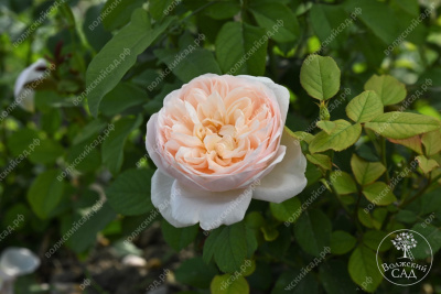 Роза Александрин (ч.-гибрид, розов)