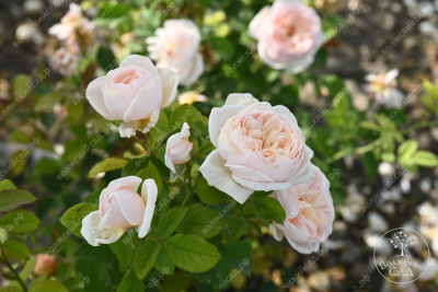 Роза Александрин (ч.-гибрид, розов)