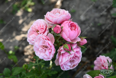 Роза Помпонелла (флориб, розов) н