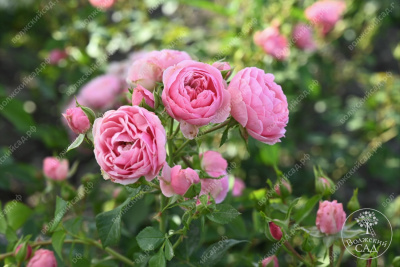 Роза Помпонелла (флориб, розов) н