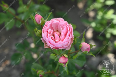 Роза Помпонелла (флориб, розов) н