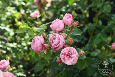 Роза Помпонелла (флориб, розов) н