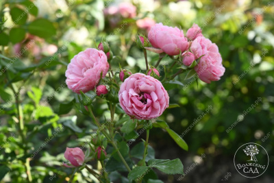 Роза Помпонелла (флориб, розов) н